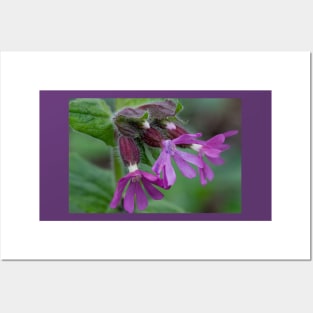 English Wild Flowers - Red Campion Posters and Art